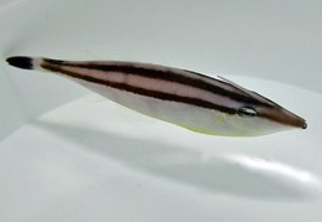 Pseudalutarius Nasicornis (Femmina) M