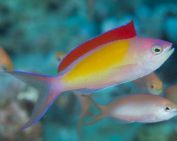 Pseudanthias Dispar M