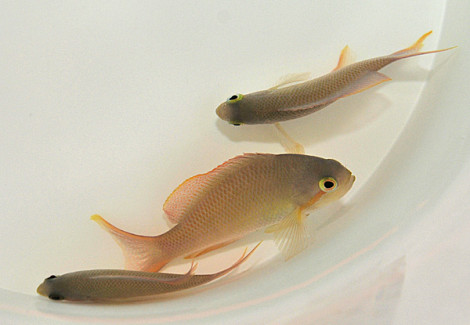 Pseudanthias Huchtii (Femmina) M