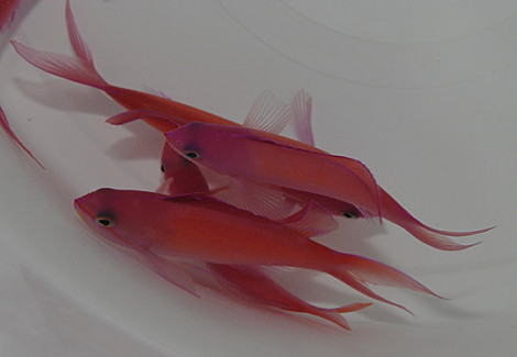 Pseudanthias Ignitus M