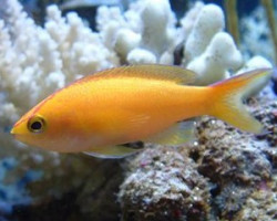 Pseudanthias Parvirostris (Femmina) S