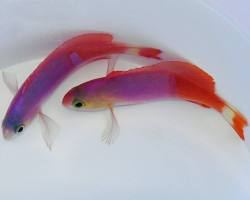 Pseudanthias Pictilis (Maschio) Ml