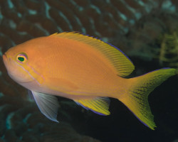 Pseudanthias Pleurotaenia (Femmina) M