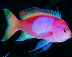 Pseudanthias Pleurotaenia (Maschio) Ml