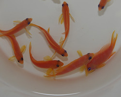 Pseudanthias Squamipinnis (Female) M