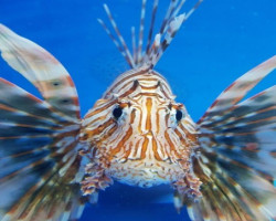 Pterois Volitans S