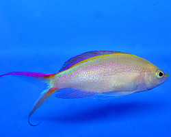 Pyronotanthias Smithvanizi M