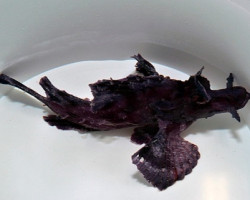 Rhinopias Eschmeyeri (Purple) M