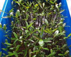 Rhizophora Mangle (Plant In Pot) Ml