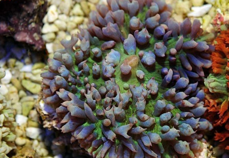 Rhodactis Osculifera (Blue) Per Ear