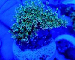 Sarcophyton Spp. (Frag) M