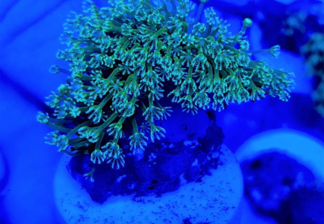 Sarcophyton Spp. (Frag) M