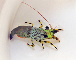 Saron Inermis (Female) S