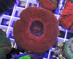 Scolymia Australis (Red) Ml