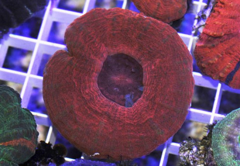 Scolymia Australis (Red) Xs