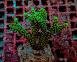 Seriatopora Caliendrum (Green) (Frag) M