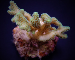 Seriatopora Guttatus (Green) (Frag) M