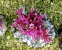 Seriatopora Hystrix (Pink) Xs