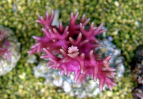 Seriatopora Hystrix (Pink) Xs