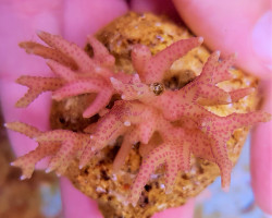 Seriatopora Hystrix Pink (Frag) M