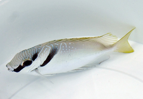 Siganus Virgatus M