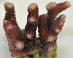 Stylophora (Milka) Purple Polyp Xs