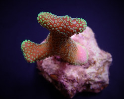 Stylophora Pistillata (Green Polyp) (Frag) M