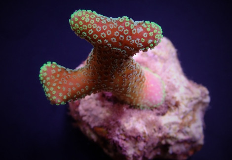 Stylophora Pistillata (Green Polyp) (Frag) M