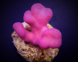 Stylophora Pistillata (Pink Tonga) (Frag) M