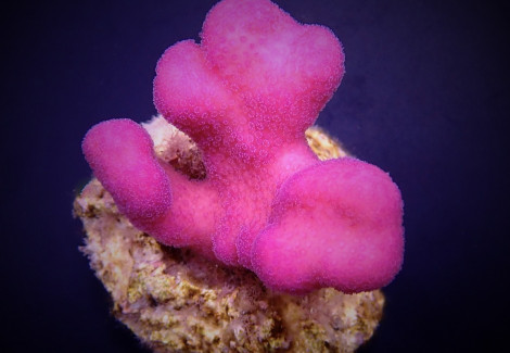 Stylophora Pistillata (Pink Tonga) (Frag) M