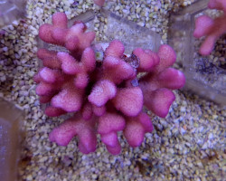 Stylophora Pistillata (Pink Tonga) Xxl