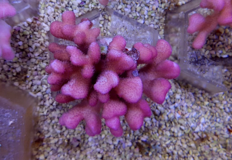 Stylophora Pistillata (Pink Tonga) Xxl