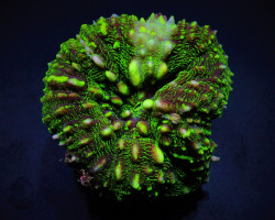 Symphyllia Spp. (Green Ultra) M