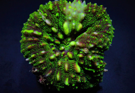 Symphyllia Spp. (Green Ultra) M