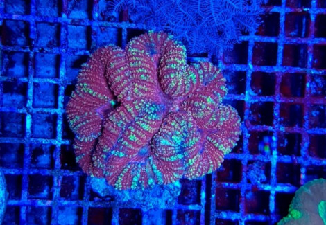 Symphyllia Spp. (Red) Xl