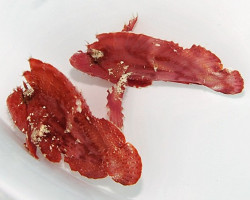 Taenianotus Triacanthus (Pink/Red) M