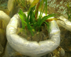 Thalassia Spp. (Live Sand With Sea Grass) M