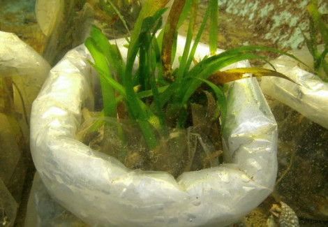 Thalassia Spp. (Live Sand With Sea Grass) M