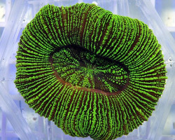 Trachyphyllia Spp. (Green Premium) Xs