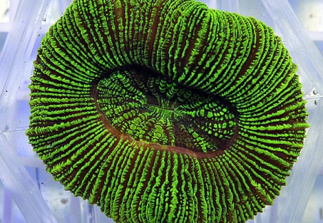 Trachyphyllia Spp. (Green Premium) Xs