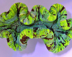 Trachyphyllia Spp. (Green Ultra) L