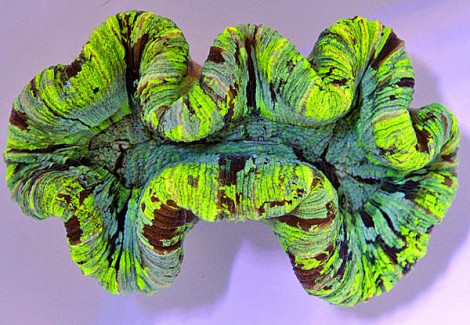 Trachyphyllia Spp. (Green Ultra) L