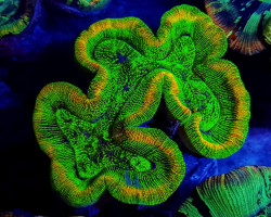 Trachyphyllia Spp. (Green Ultra) Xs