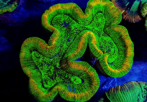 Trachyphyllia Spp. (Green Ultra) Xs