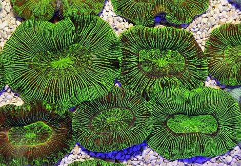 Trachyphyllia Spp. (Green) L