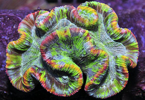 Trachyphyllia Spp. (Master Grade Super) L