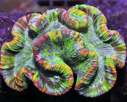 Trachyphyllia Spp. (Master Grade Super) M