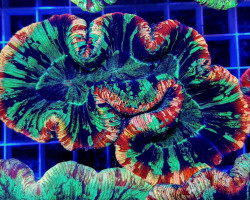 Trachyphyllia Spp. (Rainbow Premium) L