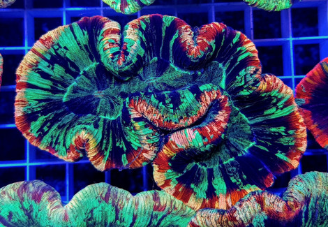 Trachyphyllia Spp. (Rainbow Premium) L