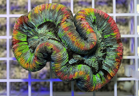 Trachyphyllia Spp. (Rainbow) L